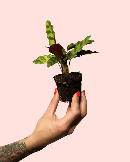 Calathea Lancifolia Mini - Pur Plant