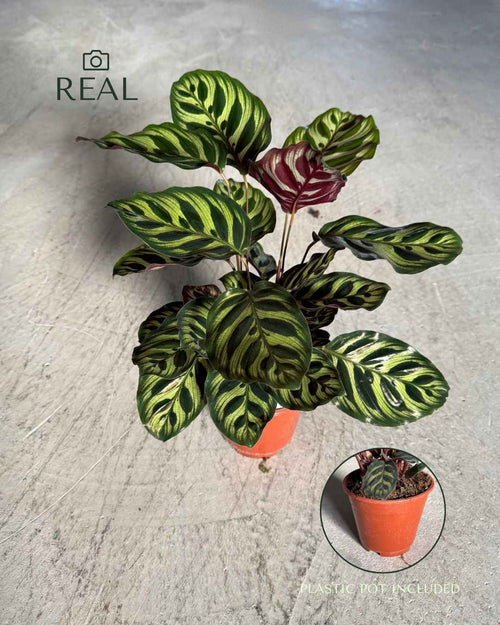 Calathea Makoyana M - Pur Plant