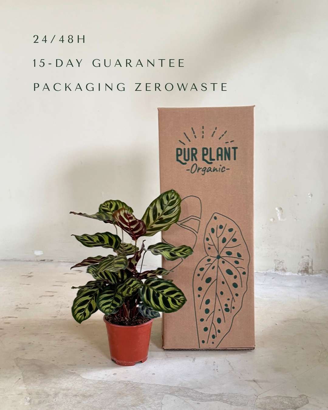 Calathea Makoyana M - Pur Plant