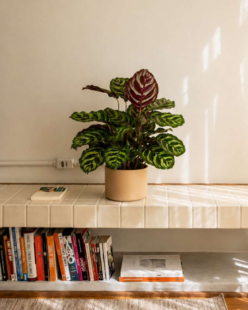 Calathea Makoyana M - Pur Plant