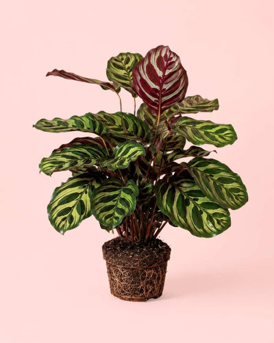 Calathea Makoyana M