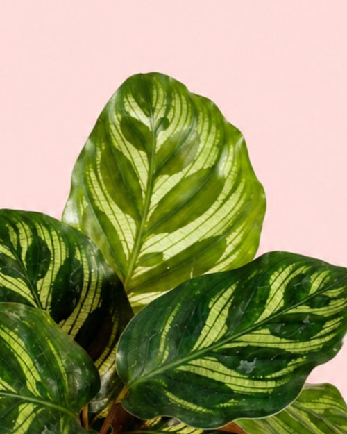 Calathea Makoyana Mini - Pur Plant