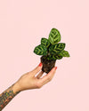 Calathea Makoyana Mini - Pur Plant