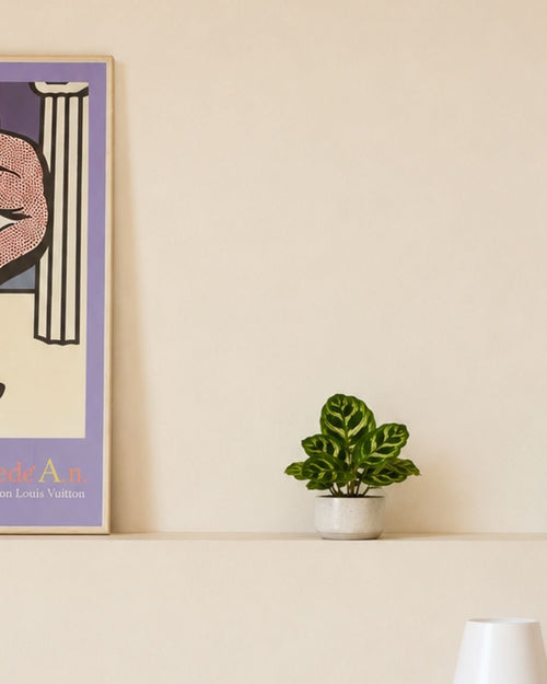 Calathea Makoyana Mini - Pur Plant