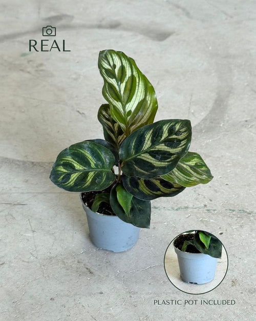 Calathea Makoyana Mini - Pur Plant