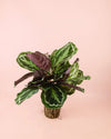 Calathea Medallion M - Pur Plant