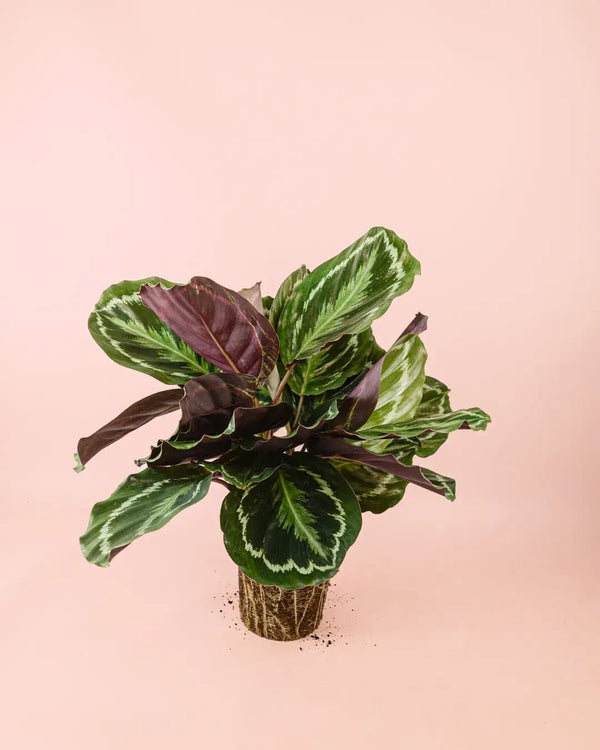 Cómo Cuidar Calathea Medallion