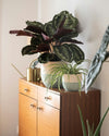 Calathea Medallion M - Pur Plant