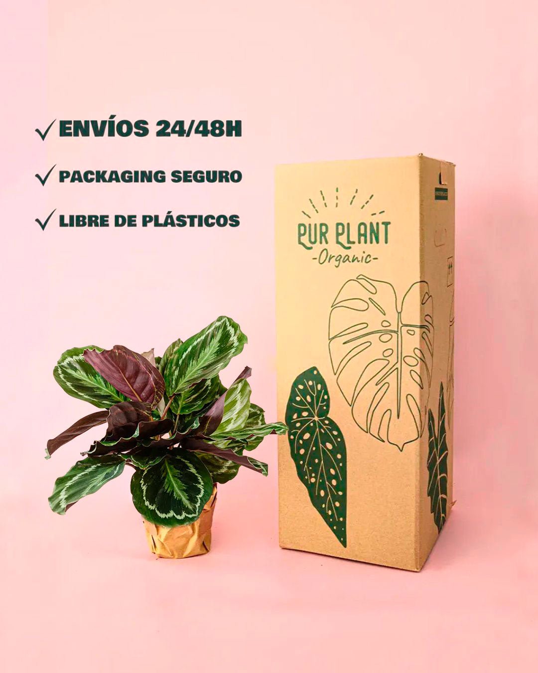Calathea Medallion M - Pur Plant