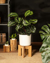 Calathea Medallion M - Pur Plant