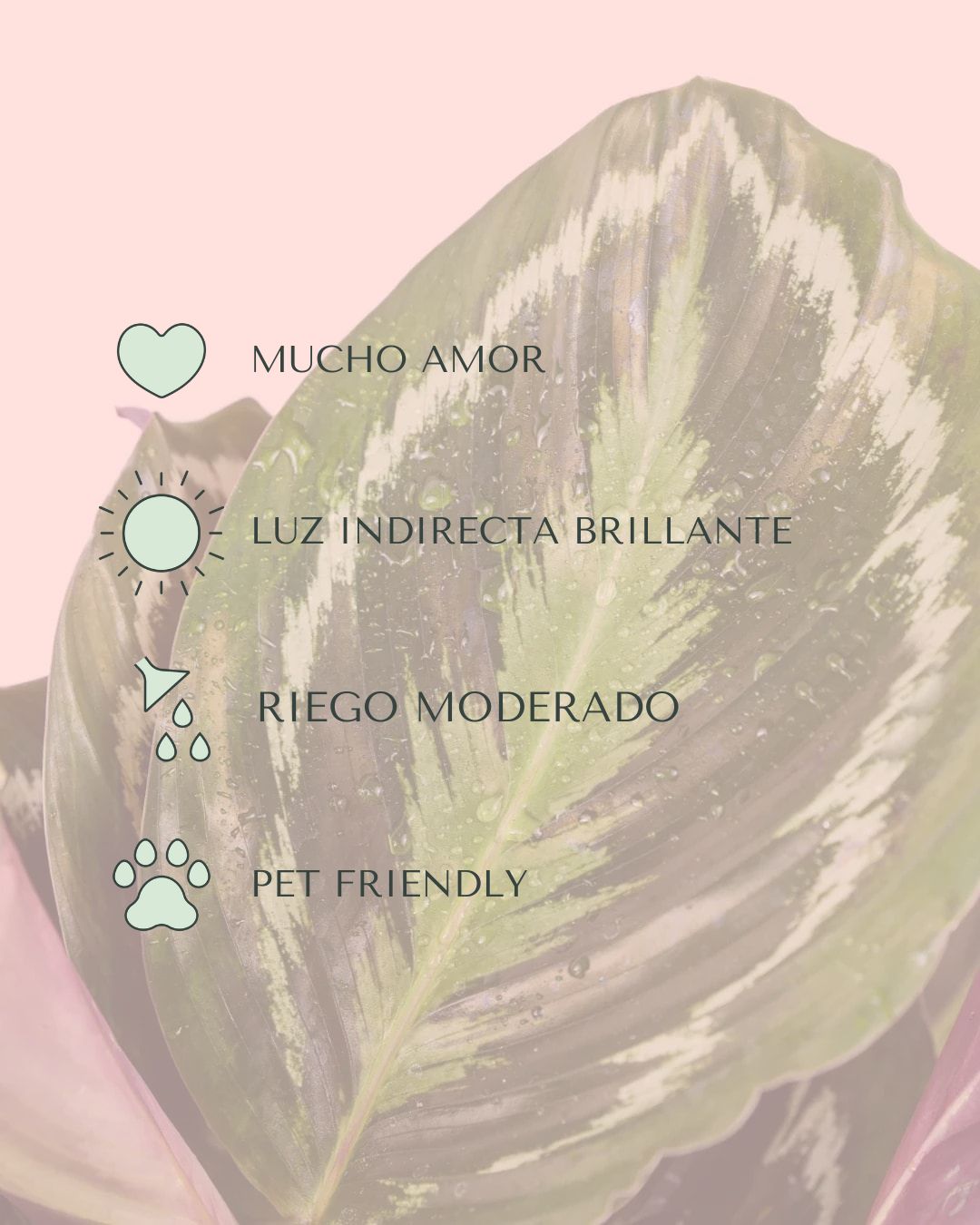 Calathea Medallion M - Pur Plant
