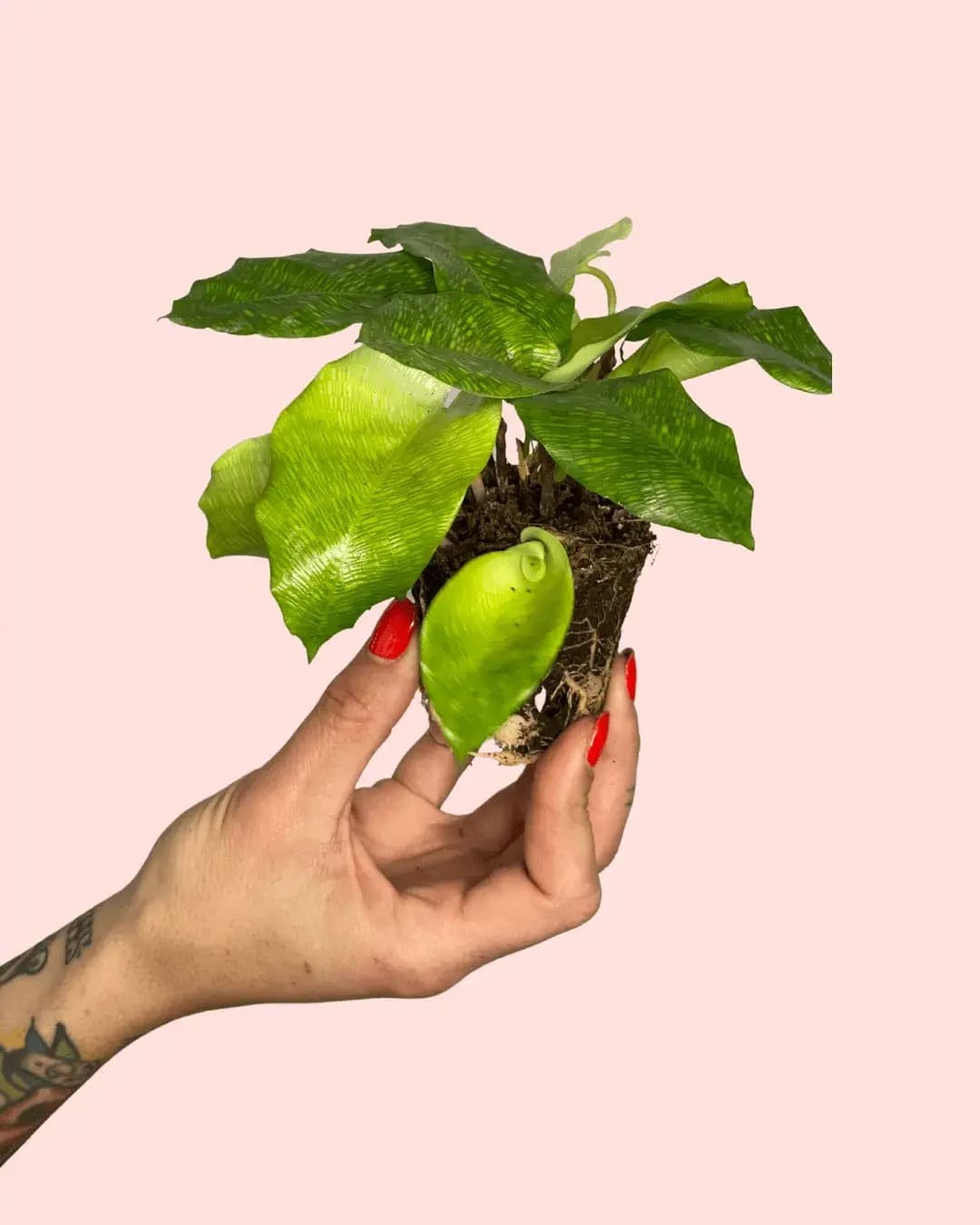 Calathea Network Mini - Pur Plant