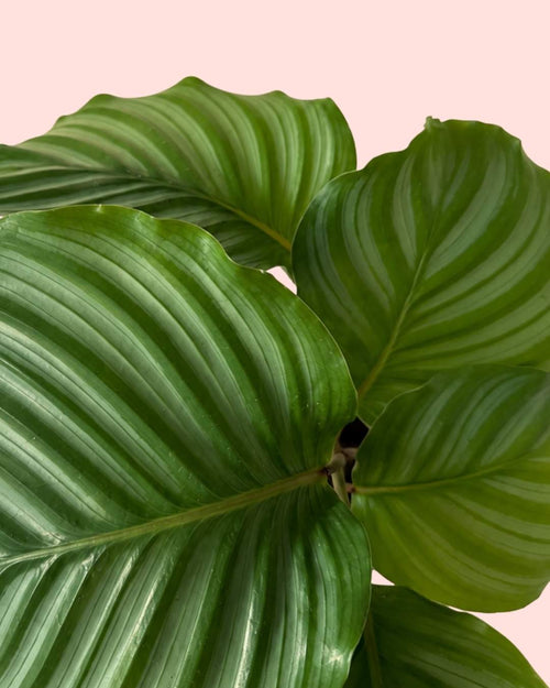 Calathea Orbifolia M - Pur Plant