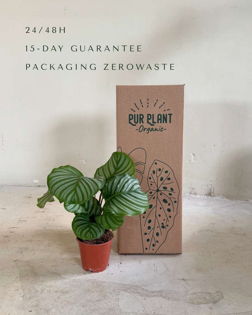 Calathea Orbifolia M - Box - Pur Plant