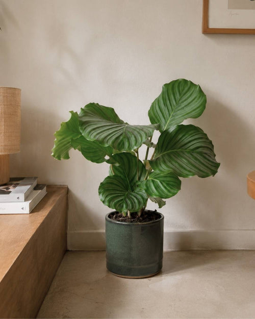 Calathea Orbifolia M - Pur Plant