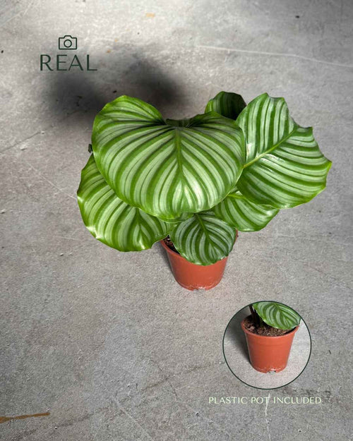 Calathea Orbifolia M - Real - Pur Plant