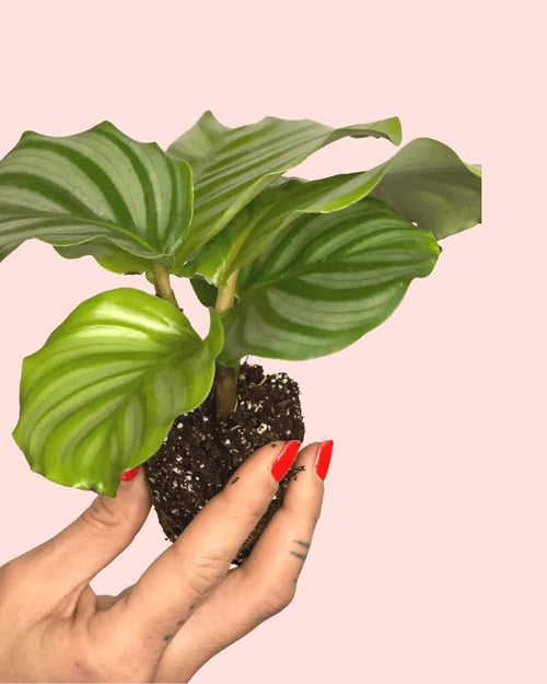 Calathea Orbifolia Mini - Pur Plant