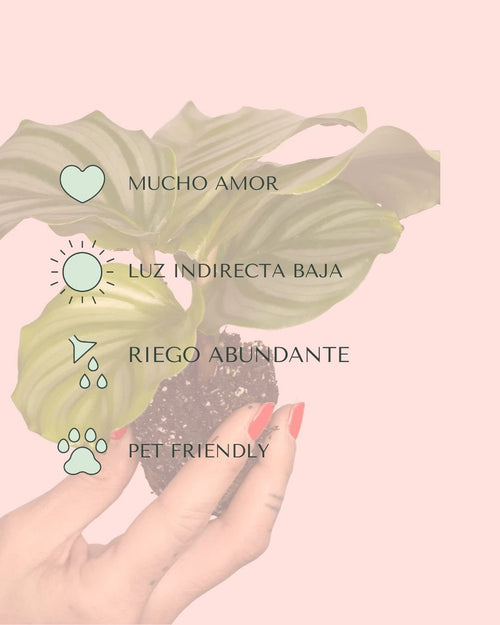 Calathea Orbifolia Mini - Pur Plant