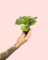 Calathea Orbifolia Mini - Pur Plant