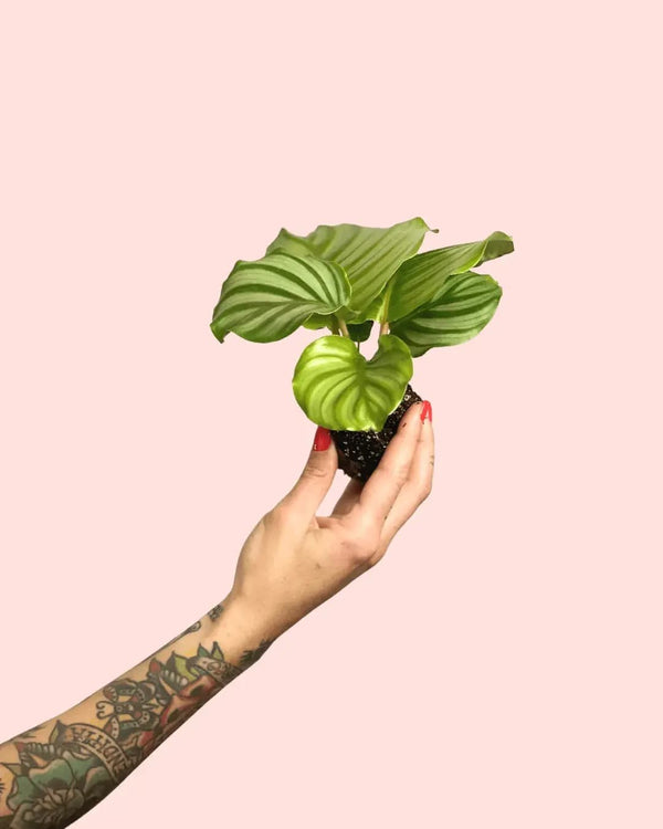 Cómo Cuidar Calathea Orbifolia
