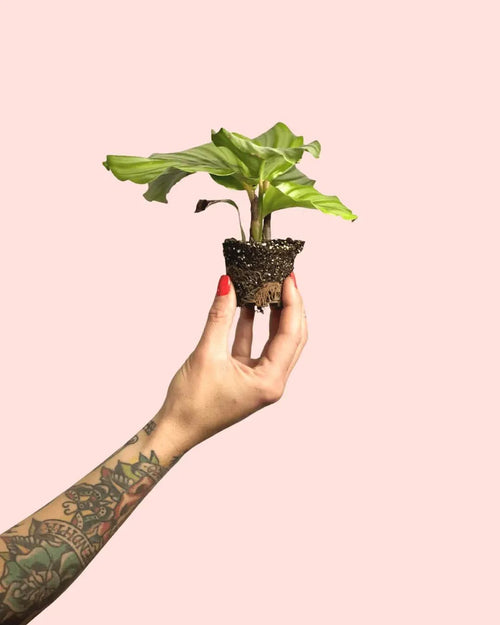 Calathea Orbifolia Mini - Pur Plant