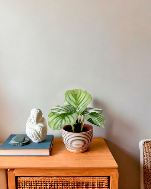 Calathea Orbifolia Mini - Pur Plant