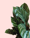 Calathea Ornata M - Pur Plant