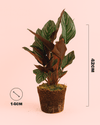 Calathea Ornata M - Pur Plant