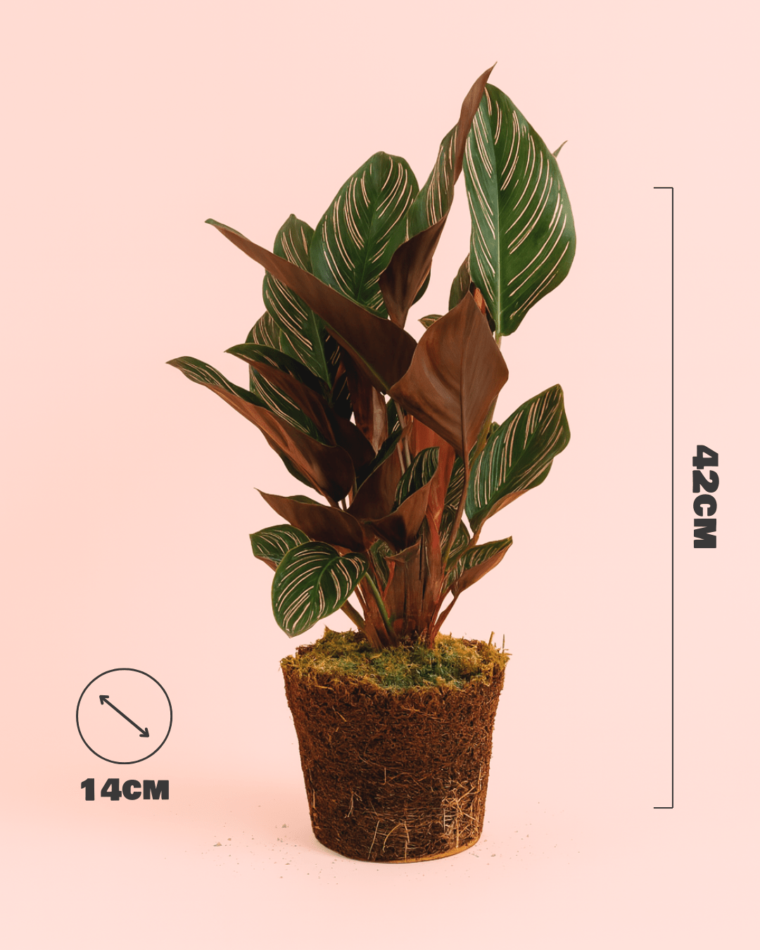 Calathea Ornata M - Pur Plant
