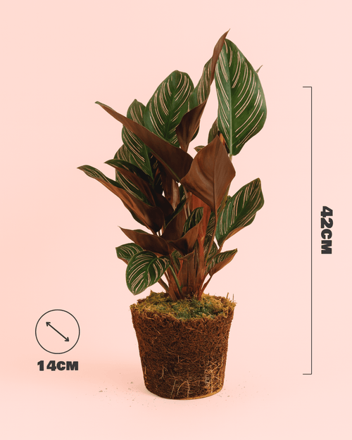 Calathea Ornata M - Pur Plant