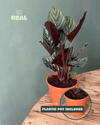 Calathea Ornata M - Pur Plant