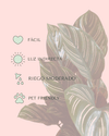 Calathea Ornata M - Pur Plant