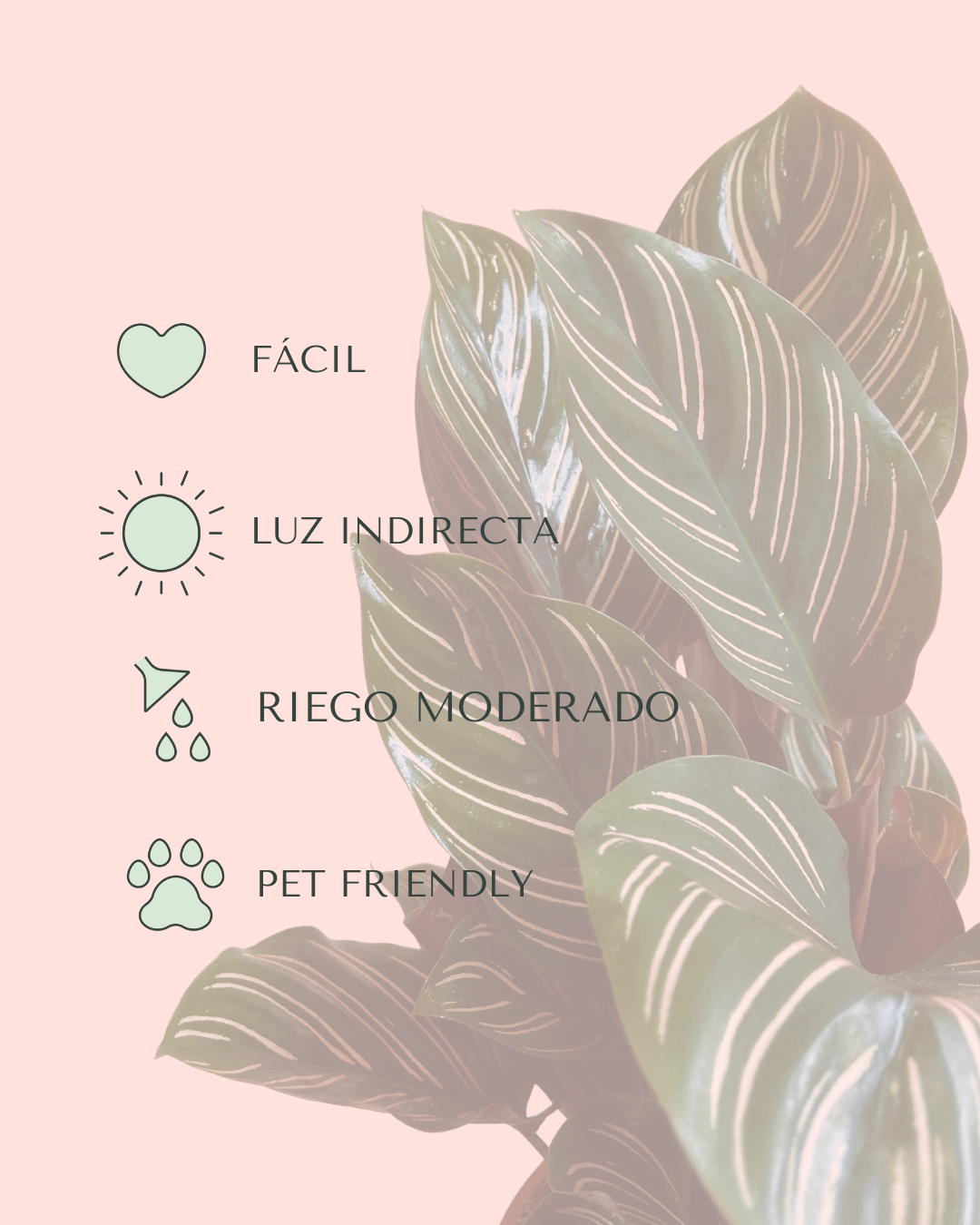 Calathea Ornata M - Pur Plant