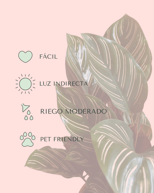 Calathea Ornata M - Pur Plant