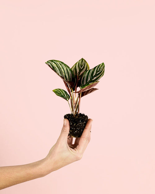 Calathea Ornata Mini - Pur Plant