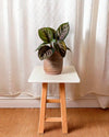 Calathea Ornata Mini - Pur Plant