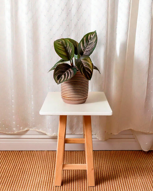Calathea Ornata Mini - Pur Plant