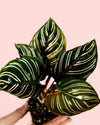 Calathea Ornata Mini - Pur Plant