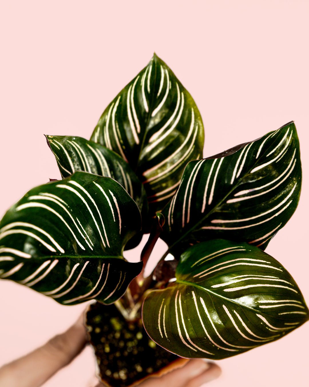 Calathea Ornata Mini - Pur Plant