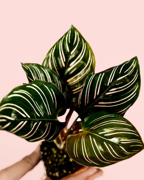 Calathea Ornata Mini - Pur Plant