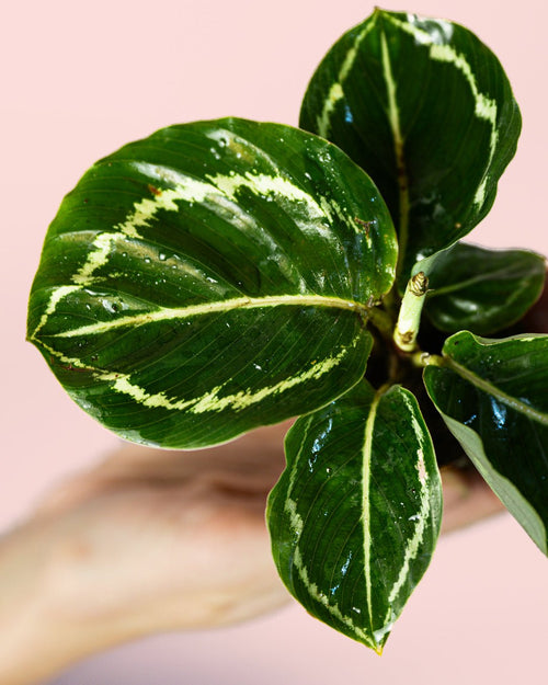 Calathea Roseopicta Green Mini - Pur Plant