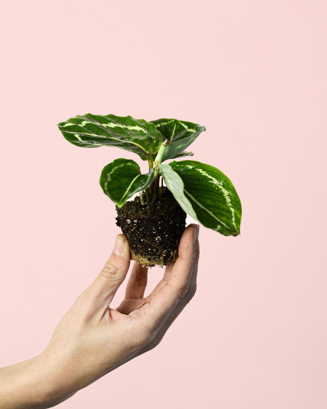 Calathea Roseopicta Green Mini - Pur Plant