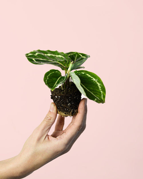 Calathea Roseopicta Green Mini - Pur Plant