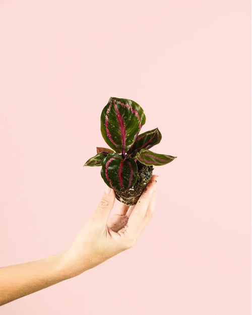 Calathea Roseopicta Mini - Pur Plant