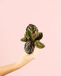 Calathea Roseopicta Mini