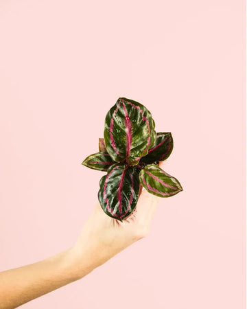 Calathea Roseopicta Mini