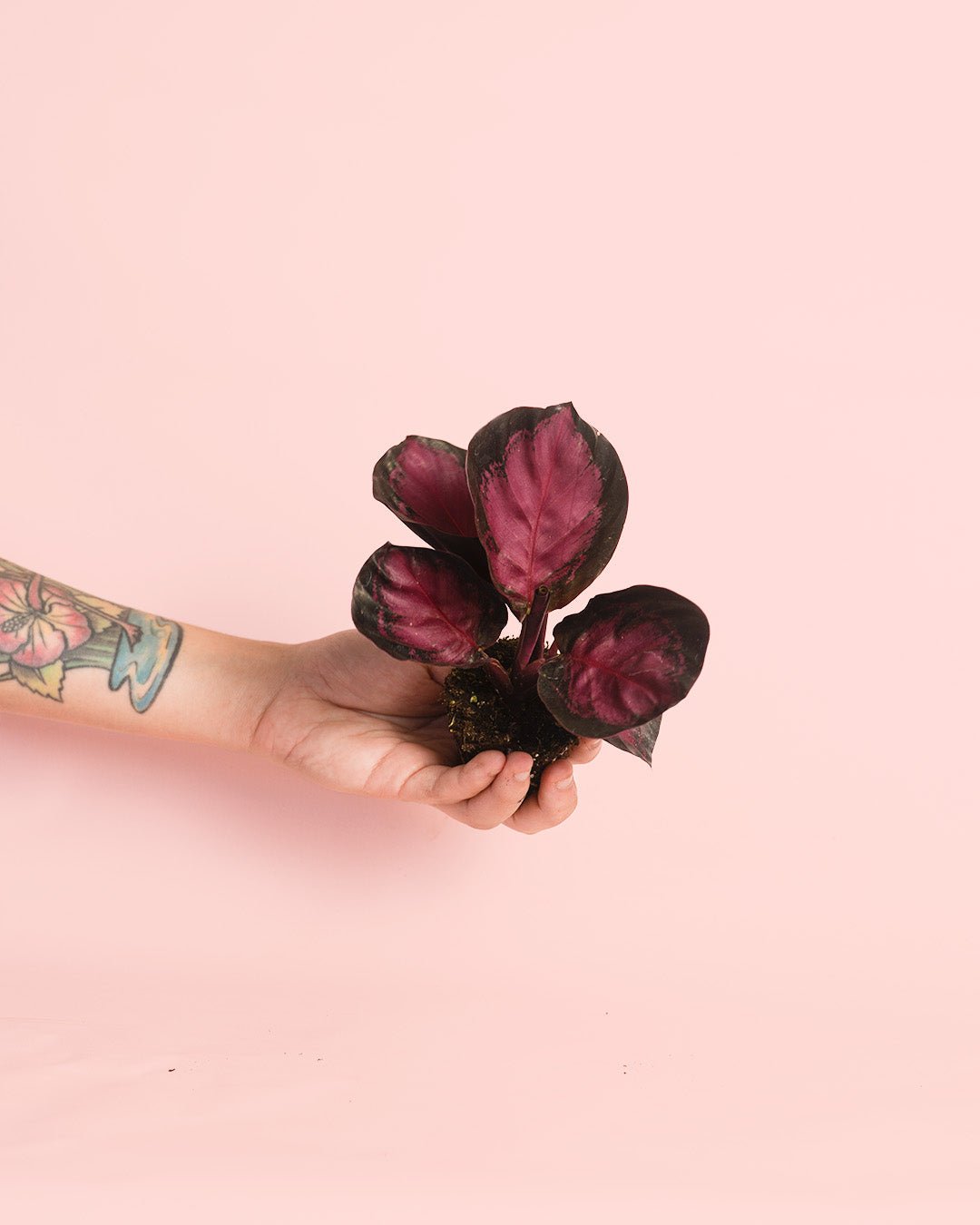 Calathea Roseopicta Rosy Mini - Pur Plant