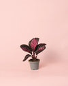 Calathea Roseopicta Rosy Mini - Pur Plant
