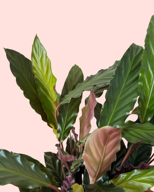 Calathea Rufibarba L - Pur Plant