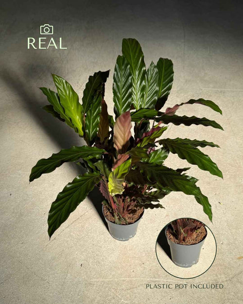 Calathea Rufibarba L - Pur Plant